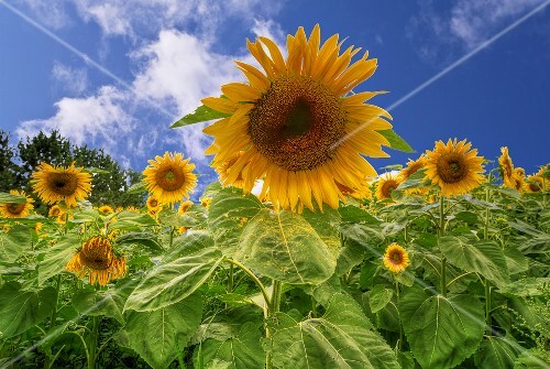 Sunflower Field Against Blue Sky