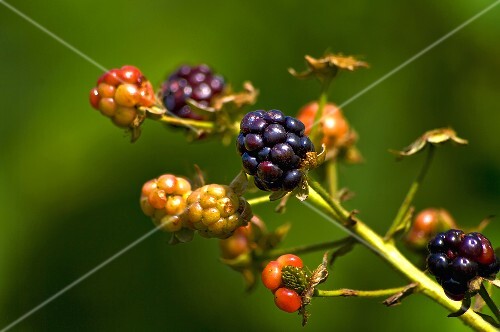 Ripe and Unripe Wild Maine Blackberries