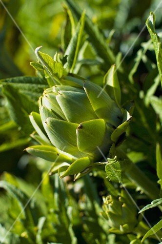 Artichoke on the Plant