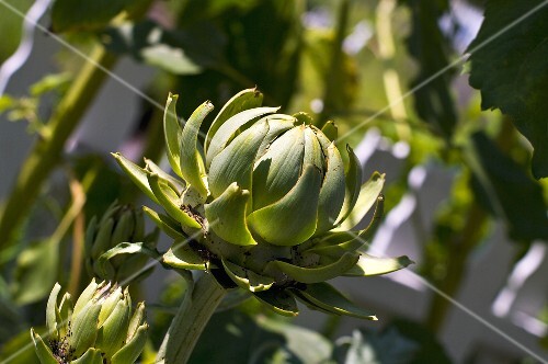 Artichokes on the plant