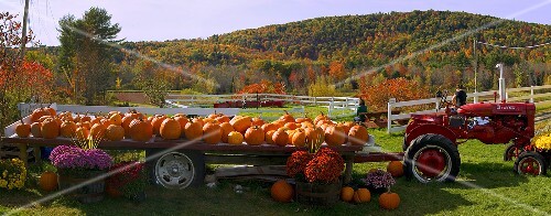 Tractor and Trailer Filled with Pumpkins; Turner, Maine